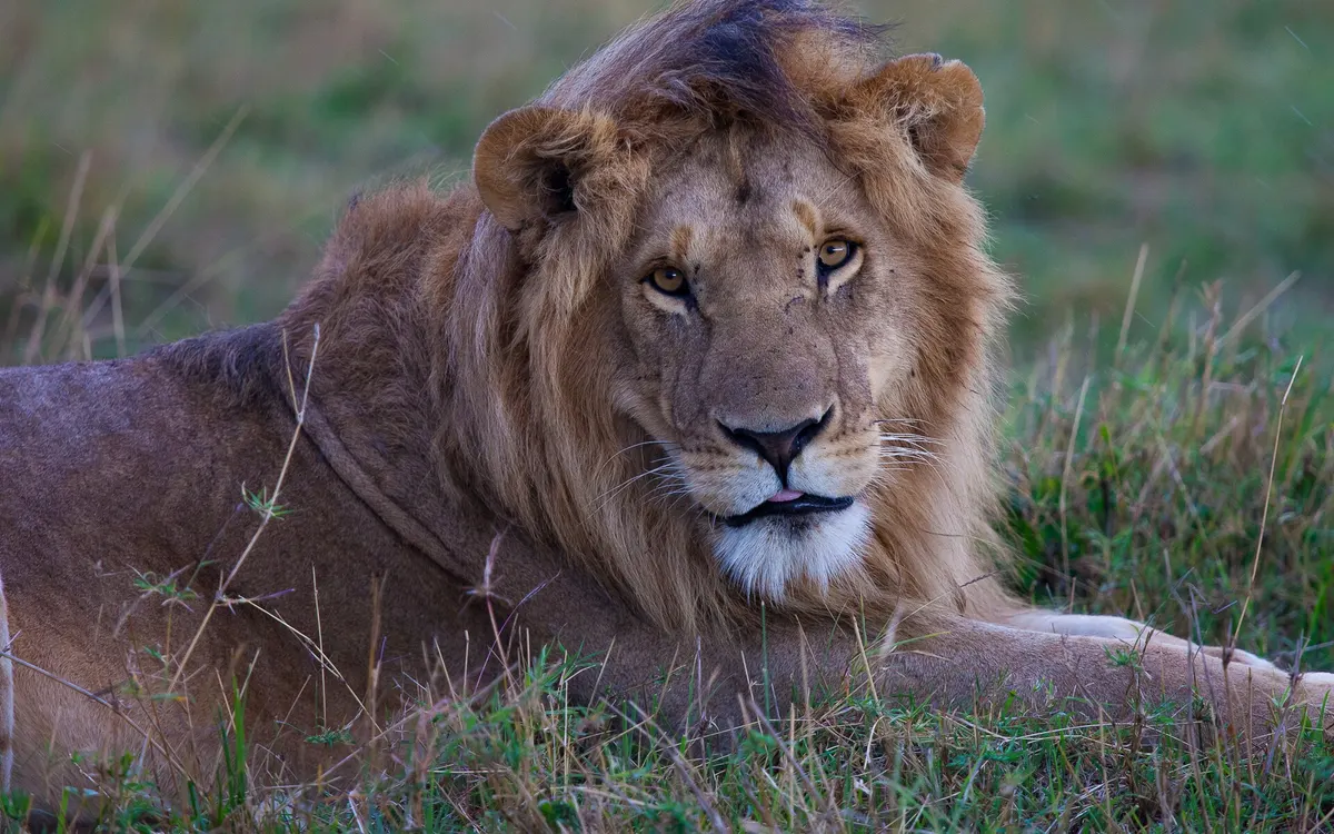 Kenya